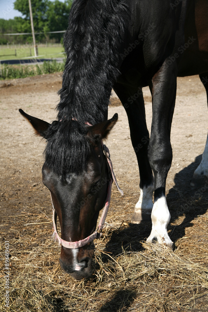Saddle horse eating hay in the corral summertime outdoor rural s Saddle horse eating hay in the corral summertime outdoor rural s