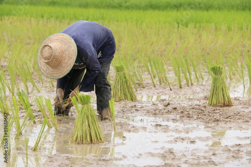 Thailand farmers rice planting working