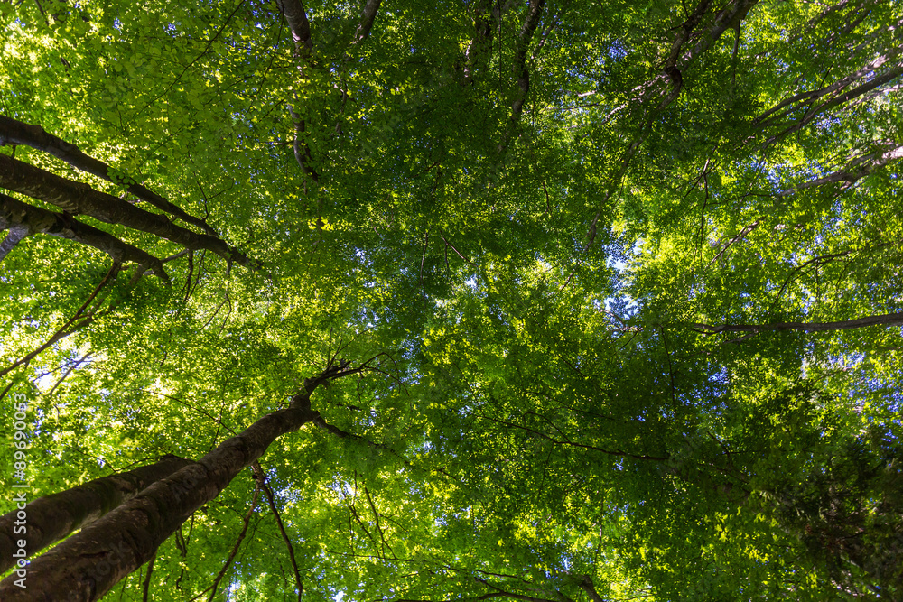 Fototapeta premium forest trees