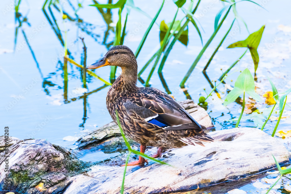 duck on the pond duck on the pond