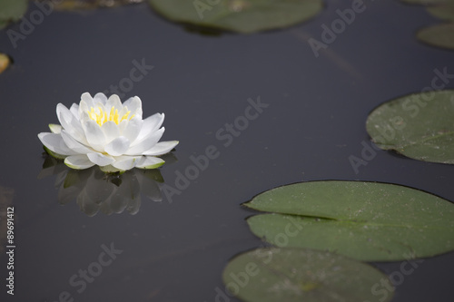White Waterlily on Dark Pond