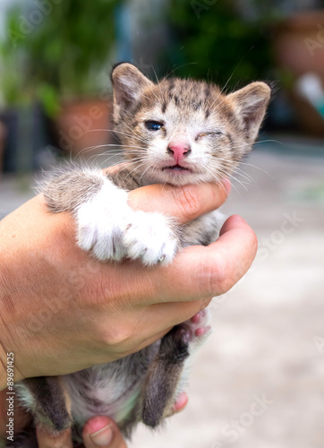 Weak cute kitten in human hand