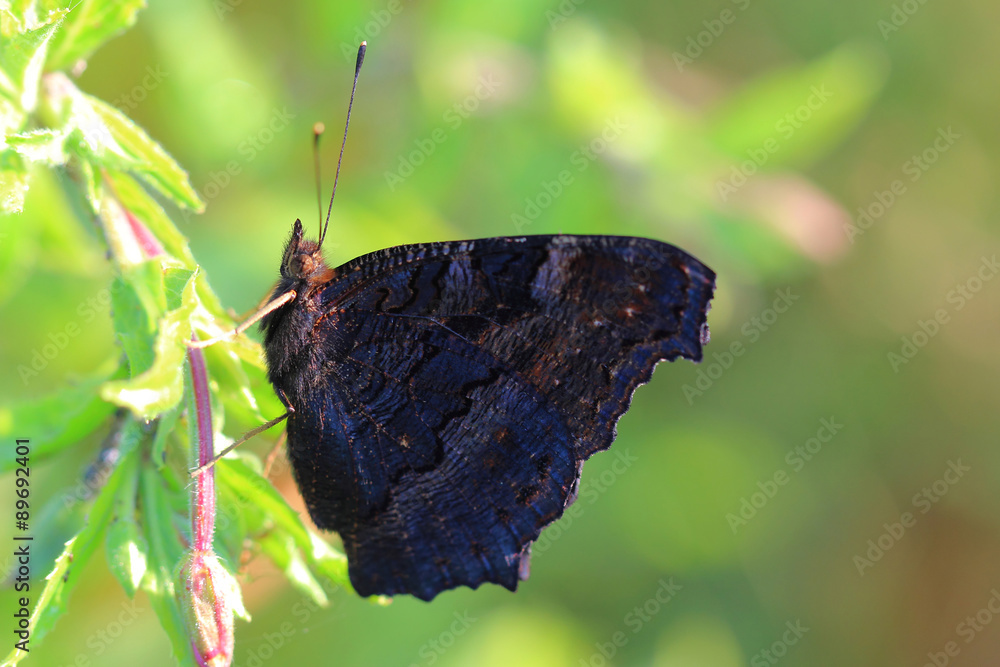 Naklejka premium Butterfly - European Peacock (Inachis io) resting on grass