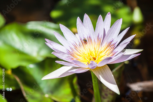 closeup lotus flower