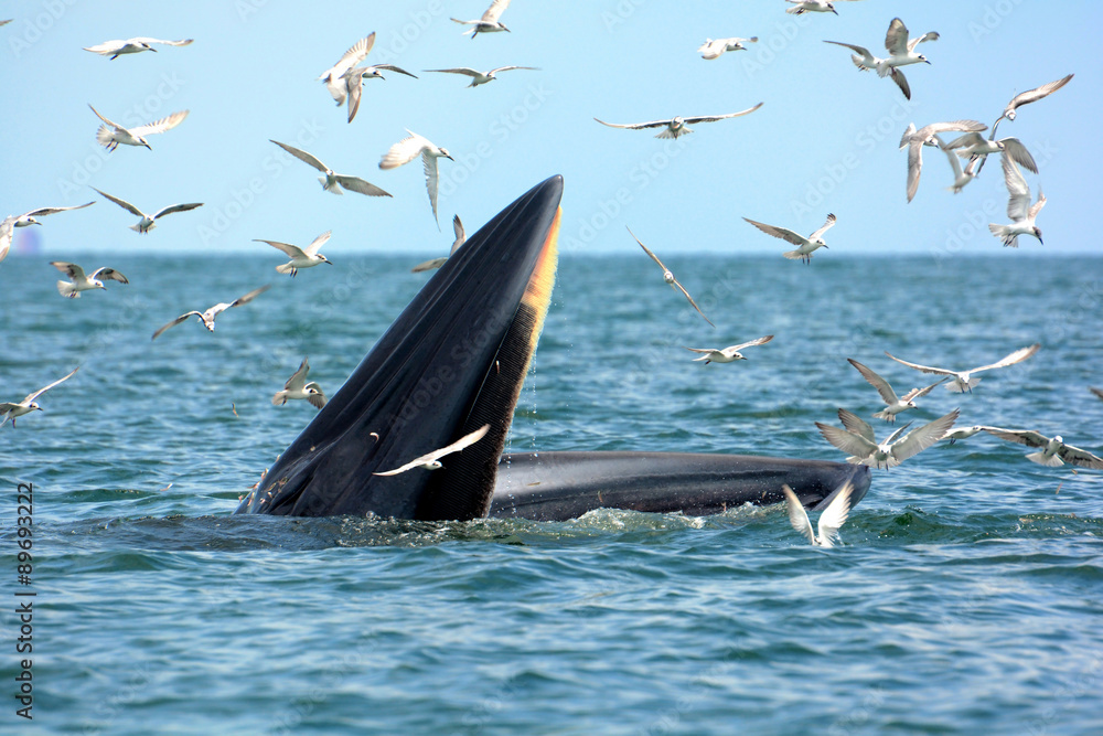 Fototapeta premium Brydes Whale hunting shrimps