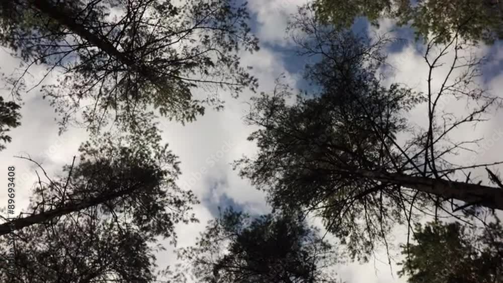 silhouette of pine trees over blue sky silhouette of pine trees over blue sky