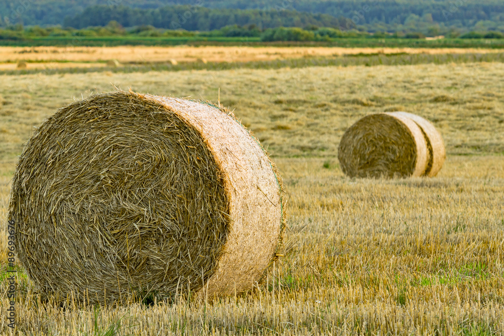 Hay bales on the field 