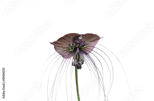 Tacca chantieri var macrantha, black bat flower isolated photo