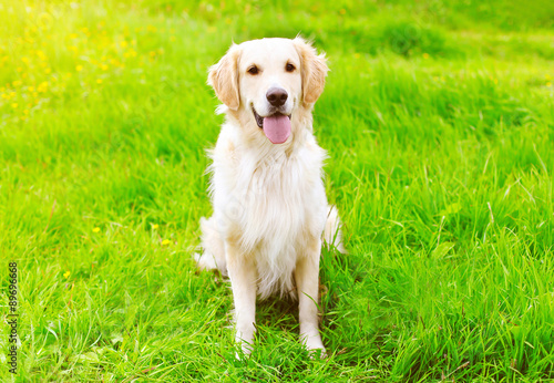 Happy Golden Retriever dog sitting on the green grass summer