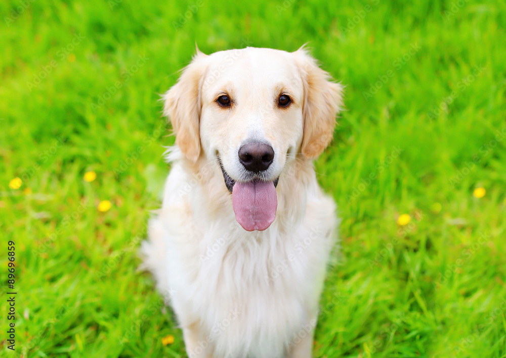 Portrait of Golden Retriever dog sitting on the green grass summ Portrait of Golden Retriever dog sitting on the green grass summ