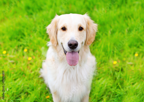 Portrait of Golden Retriever dog sitting on the green grass summ
