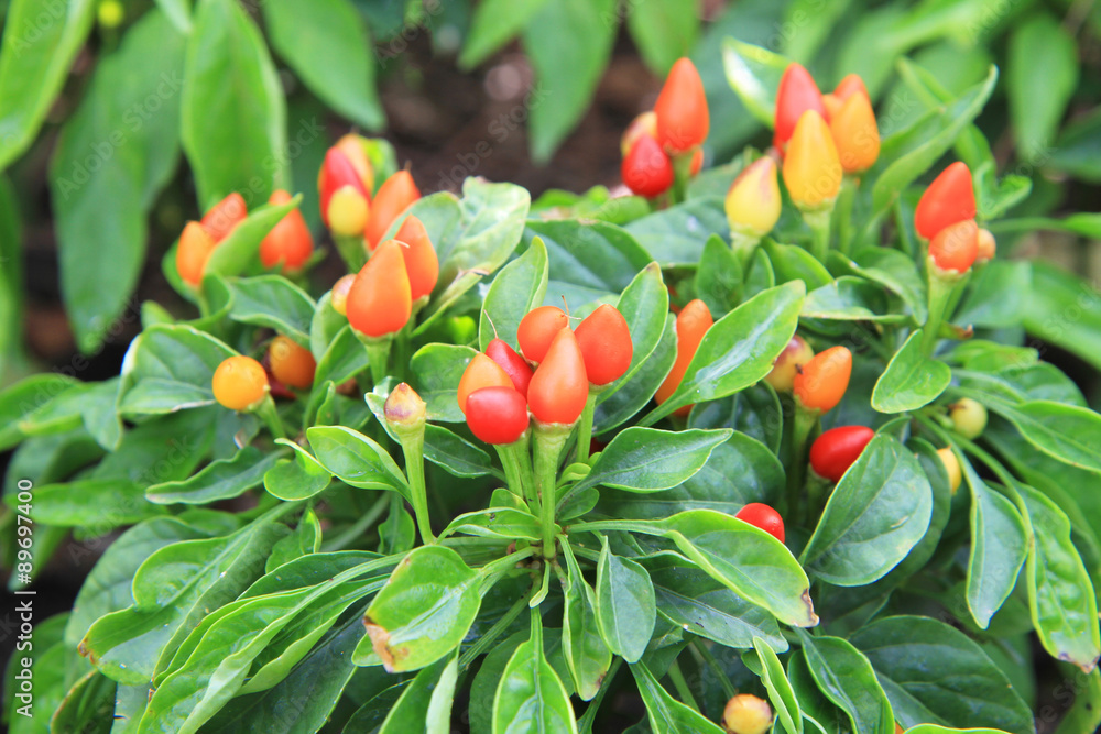 Chili plant