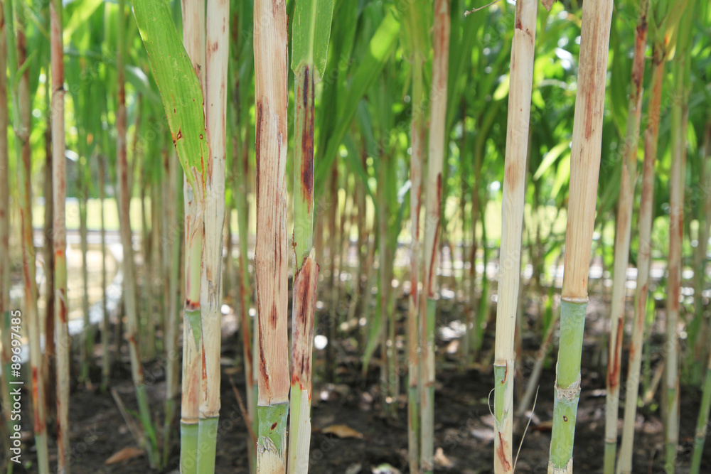 Obraz premium Corn field