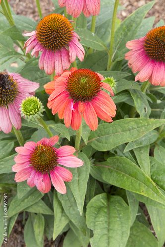 Echinacea - Sombrero - Hot Coral