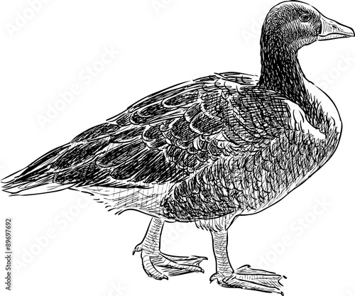 wild goose