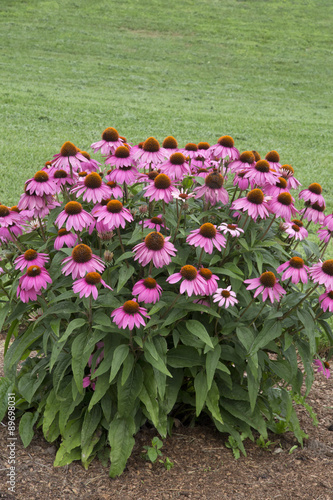 Echinacea - PowWow - Wild Berry