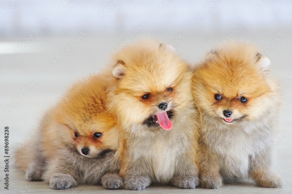 Three cute spitz dogs puppies