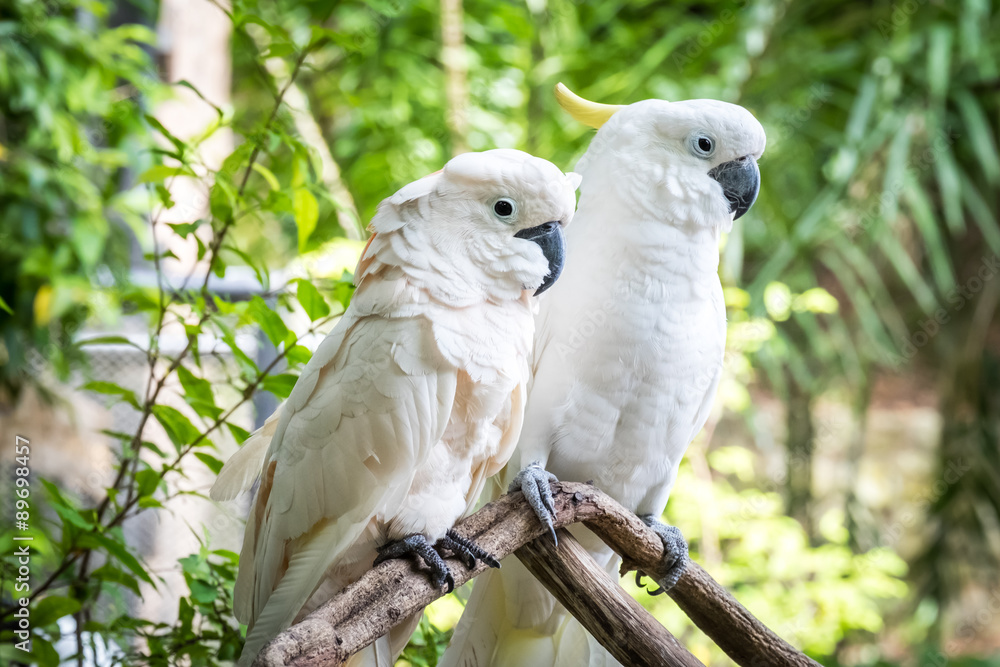White cockatoo in the park. White parrot on a small branch. White cockatoo in the park. White parrot on a small branch.