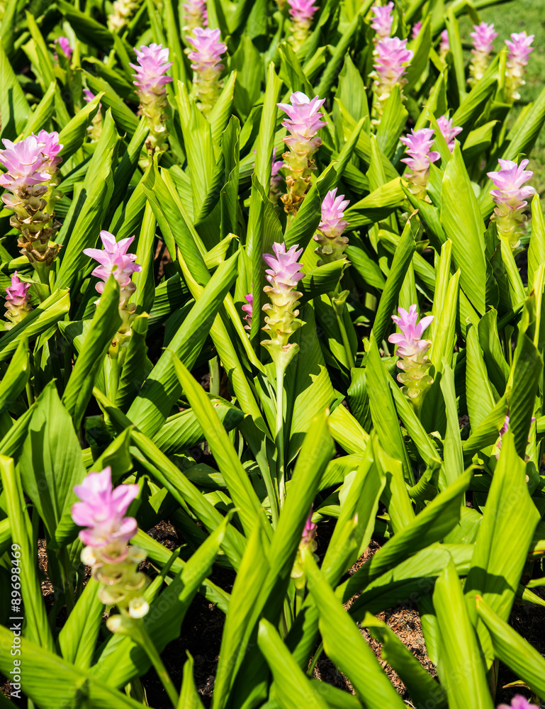 Fototapeta premium Flower in garden