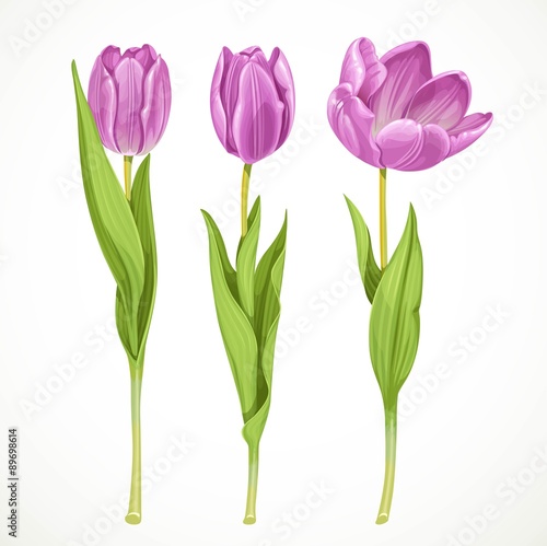Three vector purple tulips isolated on a white background
