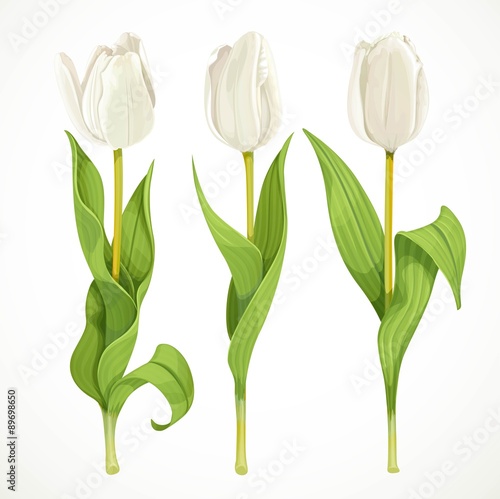 Three vector white tulips isolated on a white background