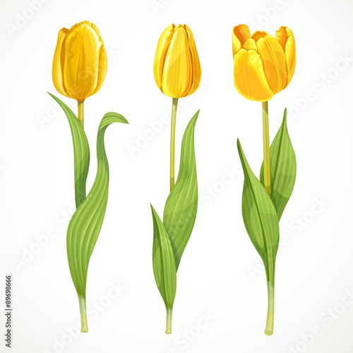 Fototapeta Naklejka Na Ścianę i Meble -  Three vector yellow flowers tulips isolated on a white backgroun