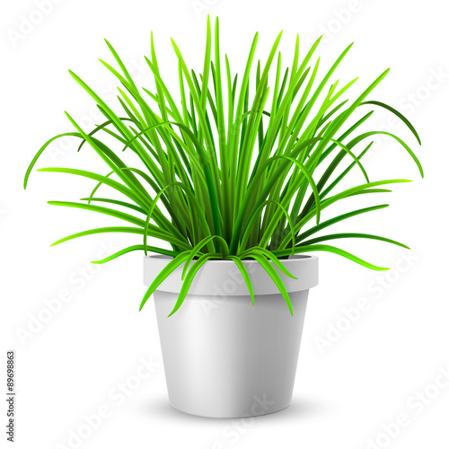 green grass in white flowerpot