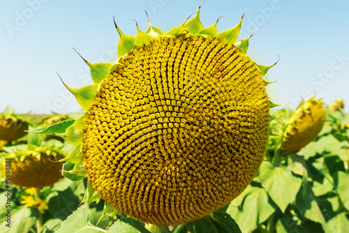 sunflower on field after blooming