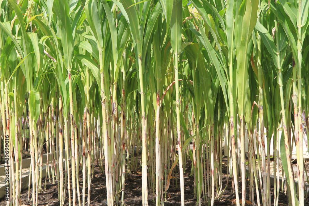 Obraz premium Corn field