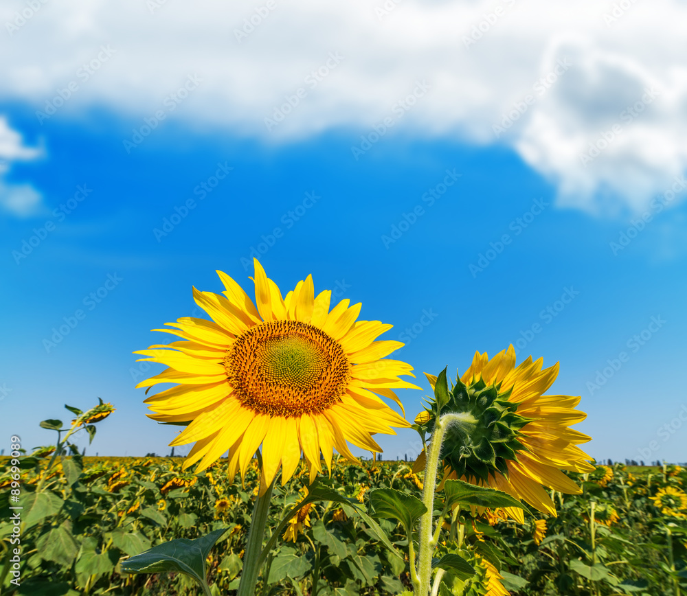 sunflower on field and blue sky with clouds over it sunflower on field and blue sky with clouds over it