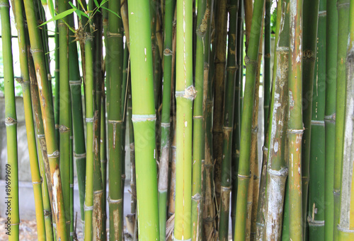 Bamboo sprouts