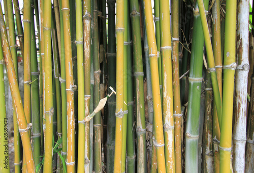 Bamboo sprouts