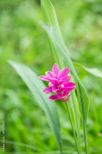 Siam tulip flowers in the garden.