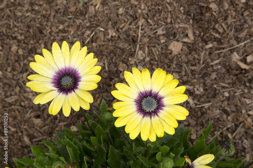 Fototapeta Naklejka Na Ścianę i Meble -  Cape Daisy - Blue-Eyed Beauty