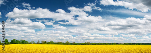 Rapeseed field panorama with beautiul sky #89700617