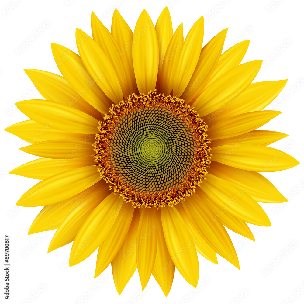 Obraz premium Sunflower isolated