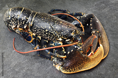  fresh european lobster homarus gammarus of atlantic coast on slate stone
