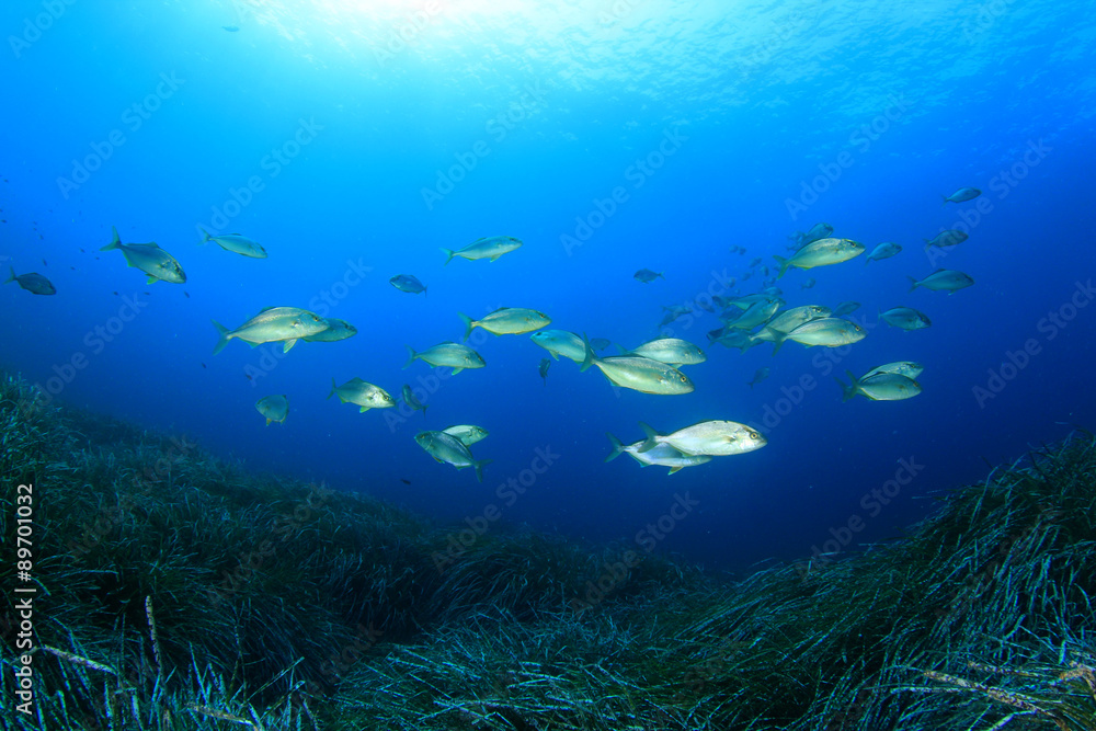 Fototapeta premium Tuna fish
