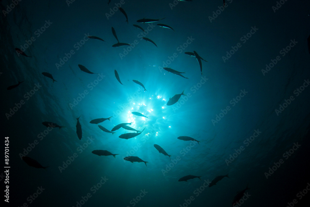 Tuna fish Tuna fish