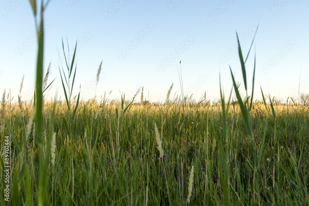 Fototapeta premium steppe summer
