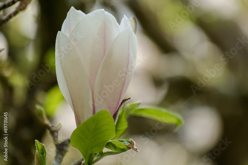 Photography Magnolia flower bud
