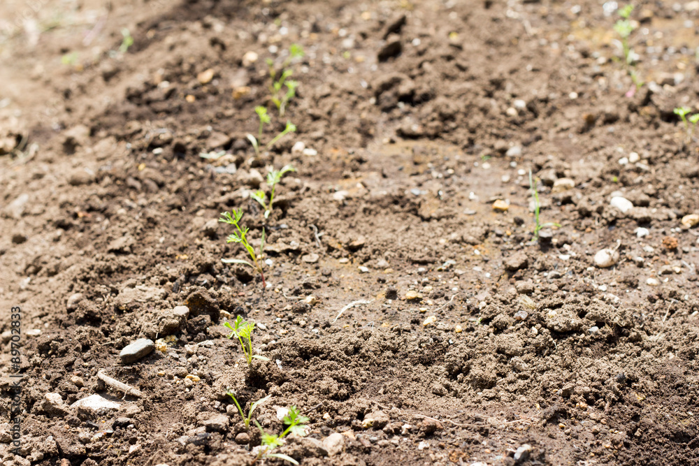 Cultivating carrots Cultivating carrots