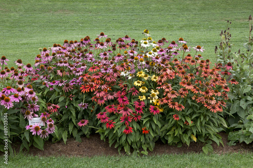 Colourful Echinacea