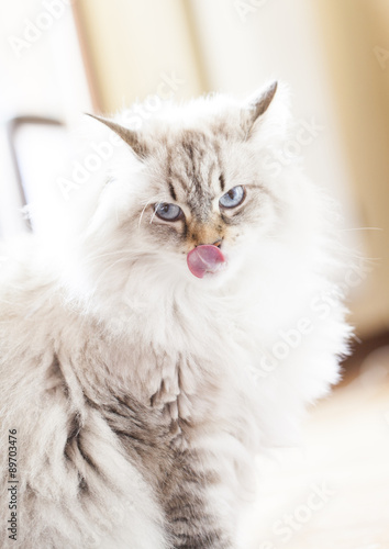 long haired cat, white neva masquerade siberian breed