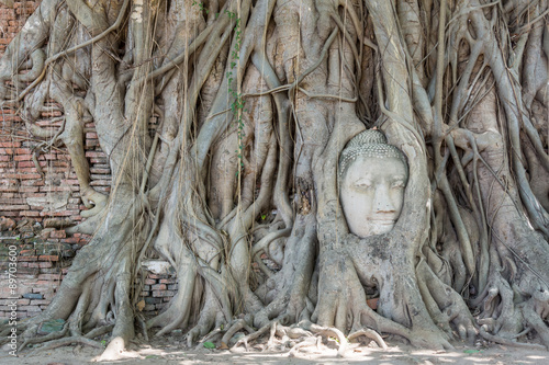 The head was once part of a sandstone Buddha image which fell off the main body onto the ground. It was gradually trapped into the roots of a constantly growing Bodhi tree.