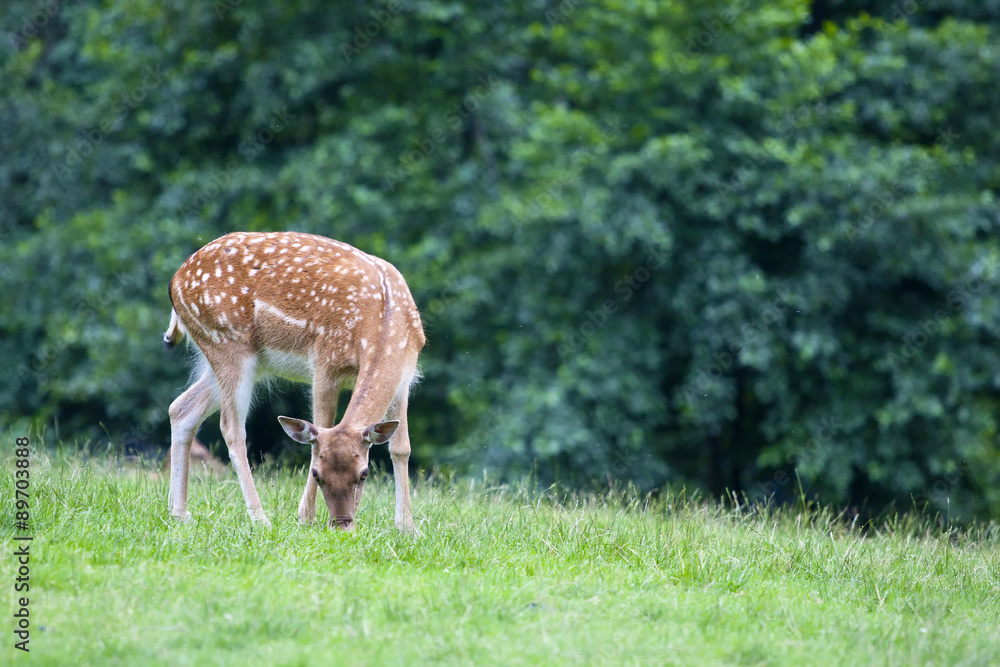 Sika deer - Cervus Nippon on a green grass. Sika deer - Cervus Nippon on a green grass.