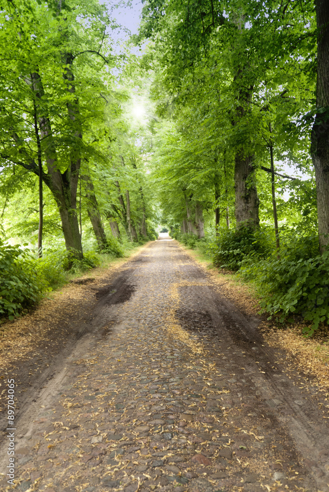 Fototapeta premium Allee in Mecklenburg-Vorpommern