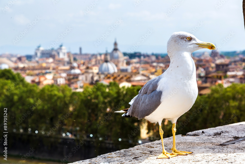 Seagull above Roman Seagull above Roman