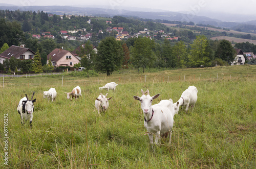 Fototapeta Naklejka Na Ścianę i Meble -  Goats grazing in a field