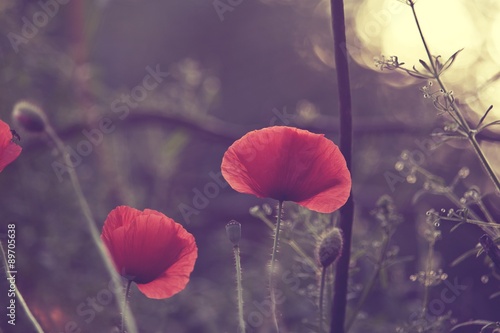 Tableau sur toile Field of poppies